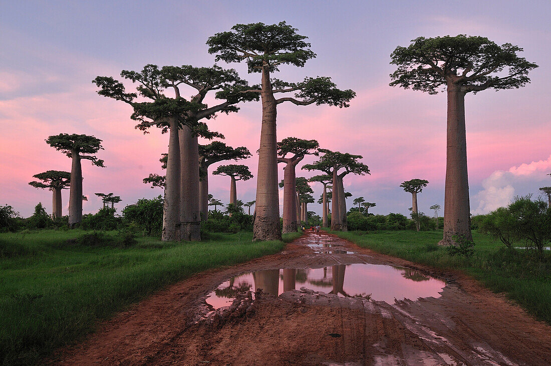 Grandidier's Baobab (Adansonia grandidieri) forest lining road at sunset near Morondava, Madagascar