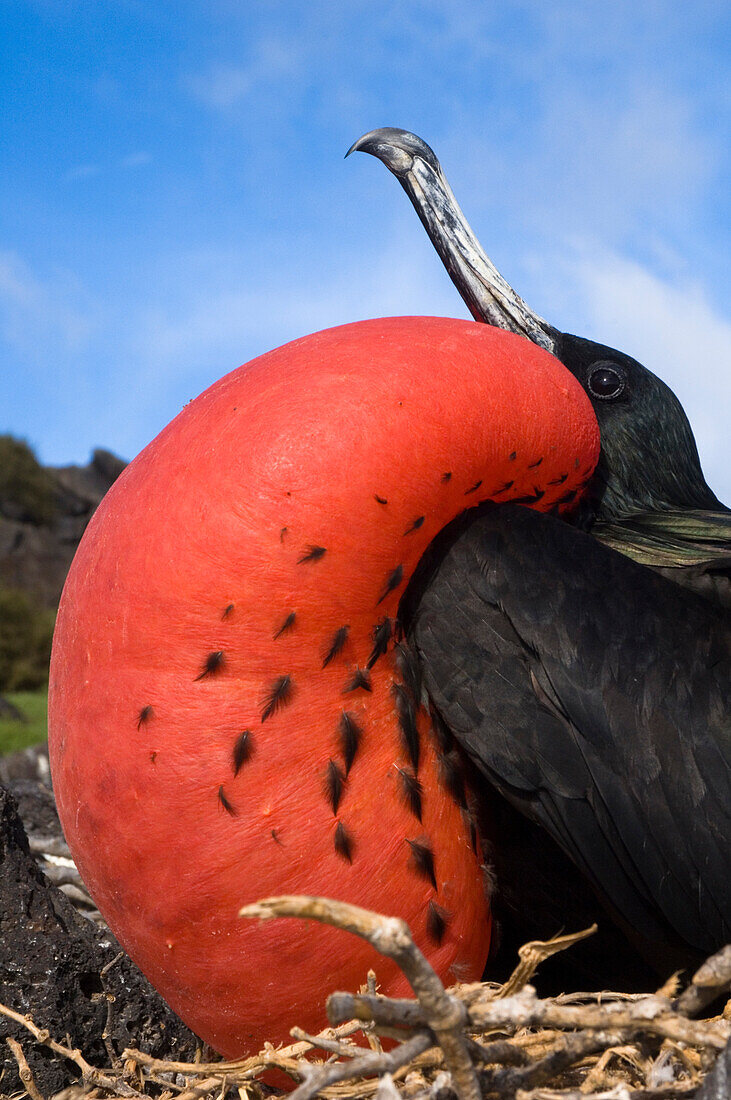 Great Frigatebird (Fregata minor) male with inflated pouch, Hood Island, Galapagos Islands, Ecuador