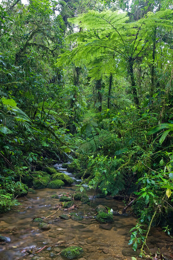 Creek flowing through rainforest, … – Bild kaufen – 70455285 lookphotos