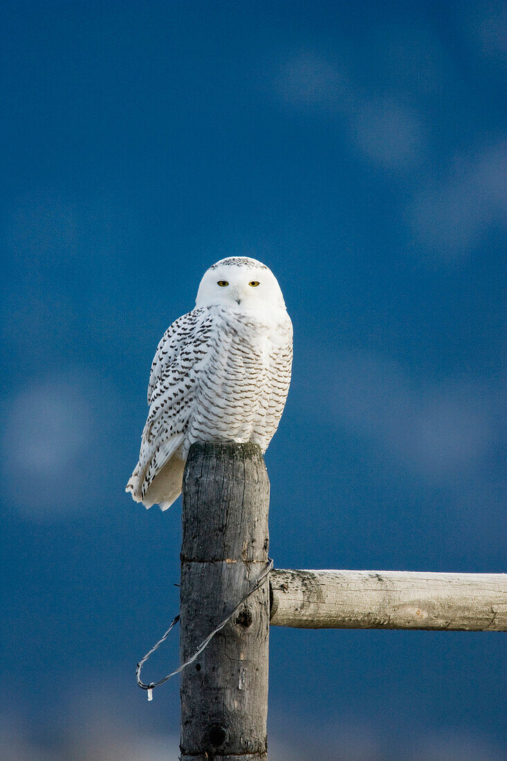 Snowy Owl (Nyctea scandiaca) on fence post, western Montana