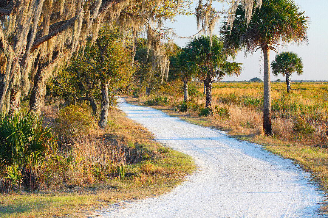 Cabbage Palm (Sabal sp) trees bordering road, Kissimmee Prairie Preserve State Park, Florida