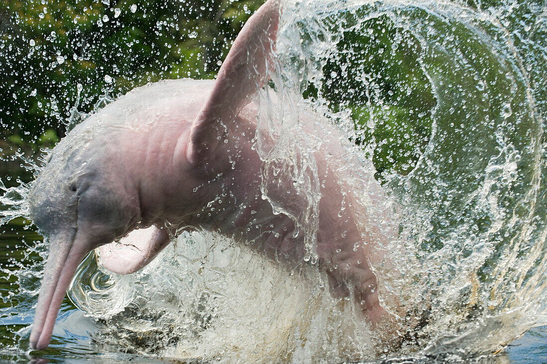 Amazon River Dolphin (Inia geoffrensis) jumping, Rio Negro, Amazonia, Brazil