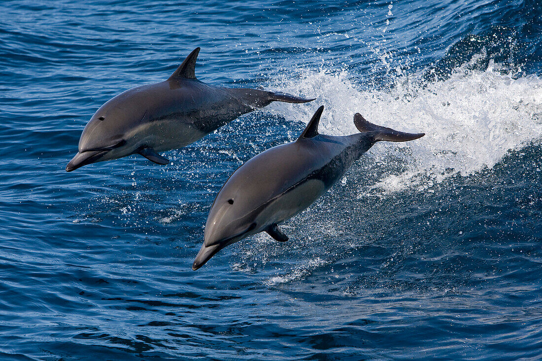 Common Dolphin (Delphinus delphis) pair jumping, Baja California, Mexico