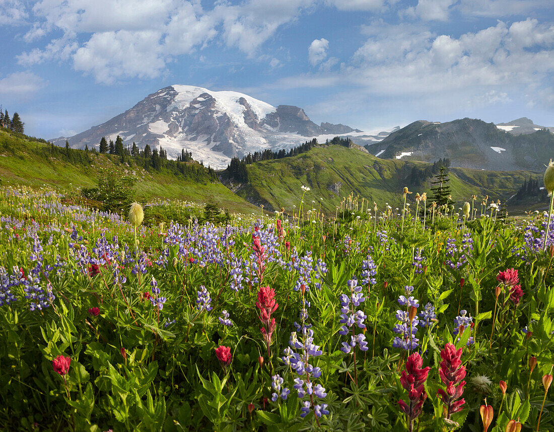 Paradise Meadow and Mount Rainier, Mount Rainier National Park, Washington