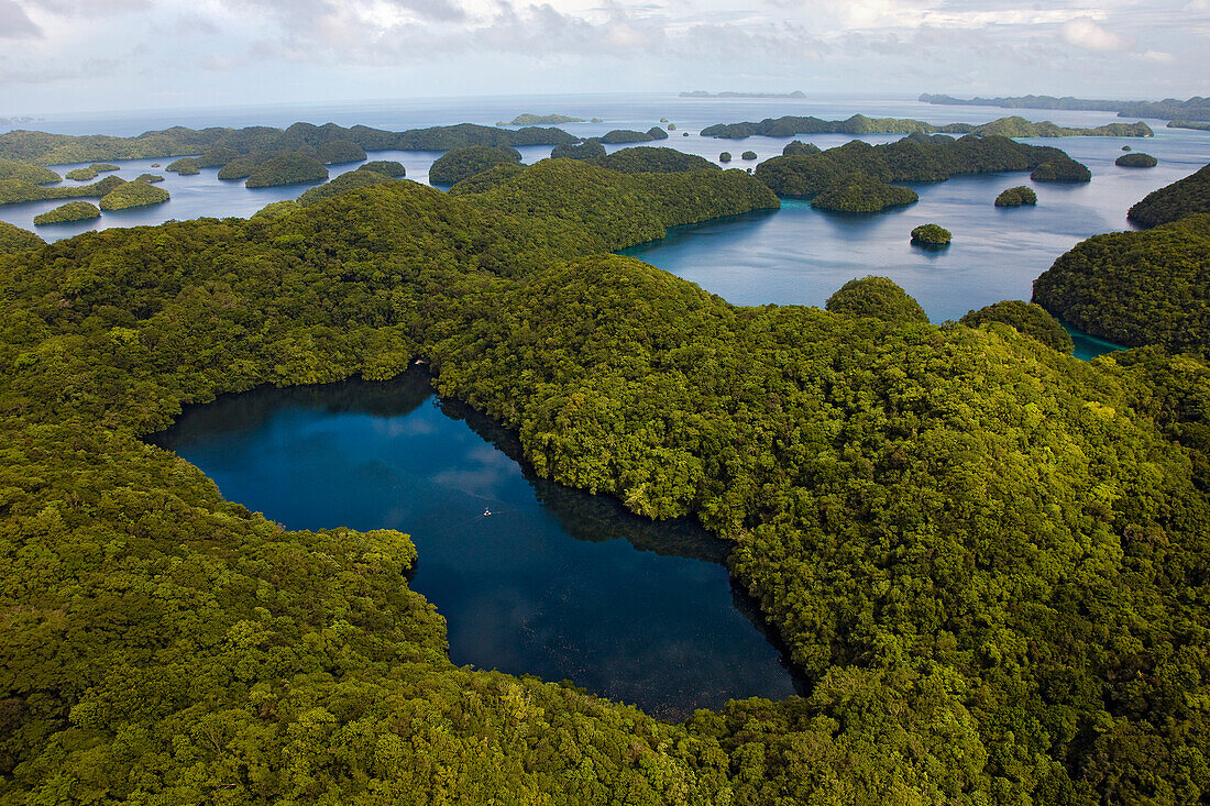 Jellyfish Lake in rainforest, Palau