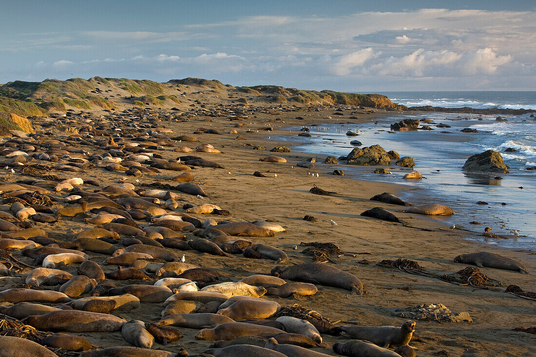 Northern Elephant Seal (Mirounga angustirostris) colony, Point Piedras Blancas, California