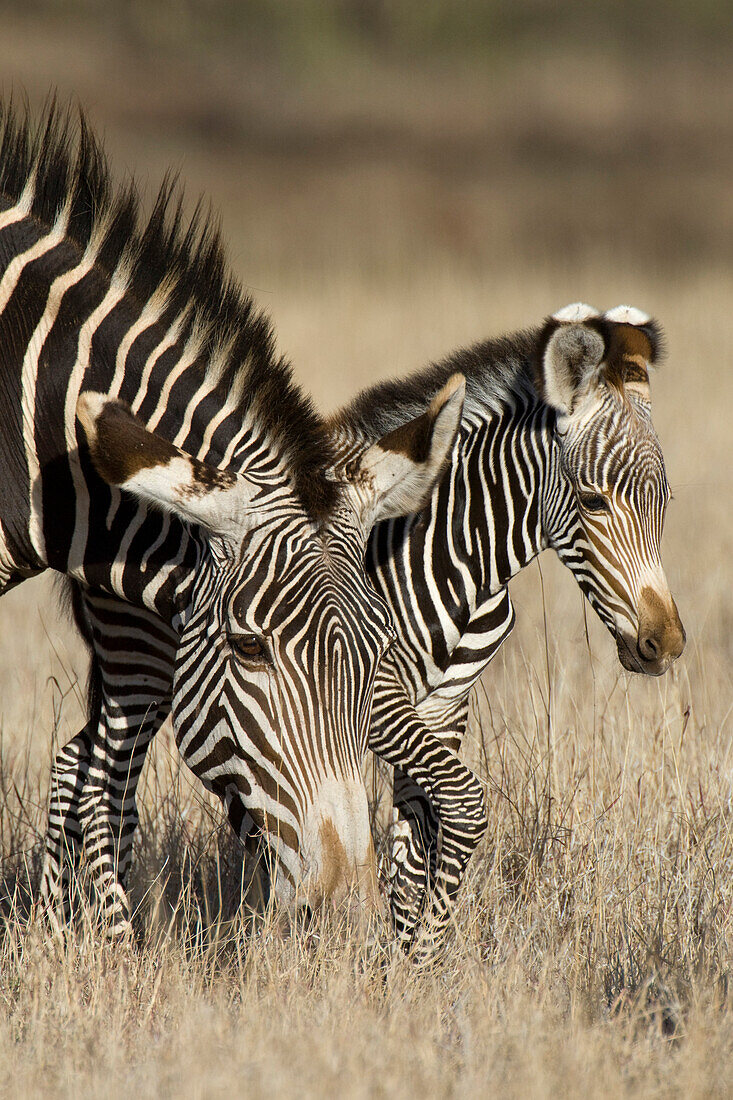 Grevy's Zebra (Equus grevyi) mother and young foal, Lewa Wildlife Conservation Area, northern Kenya