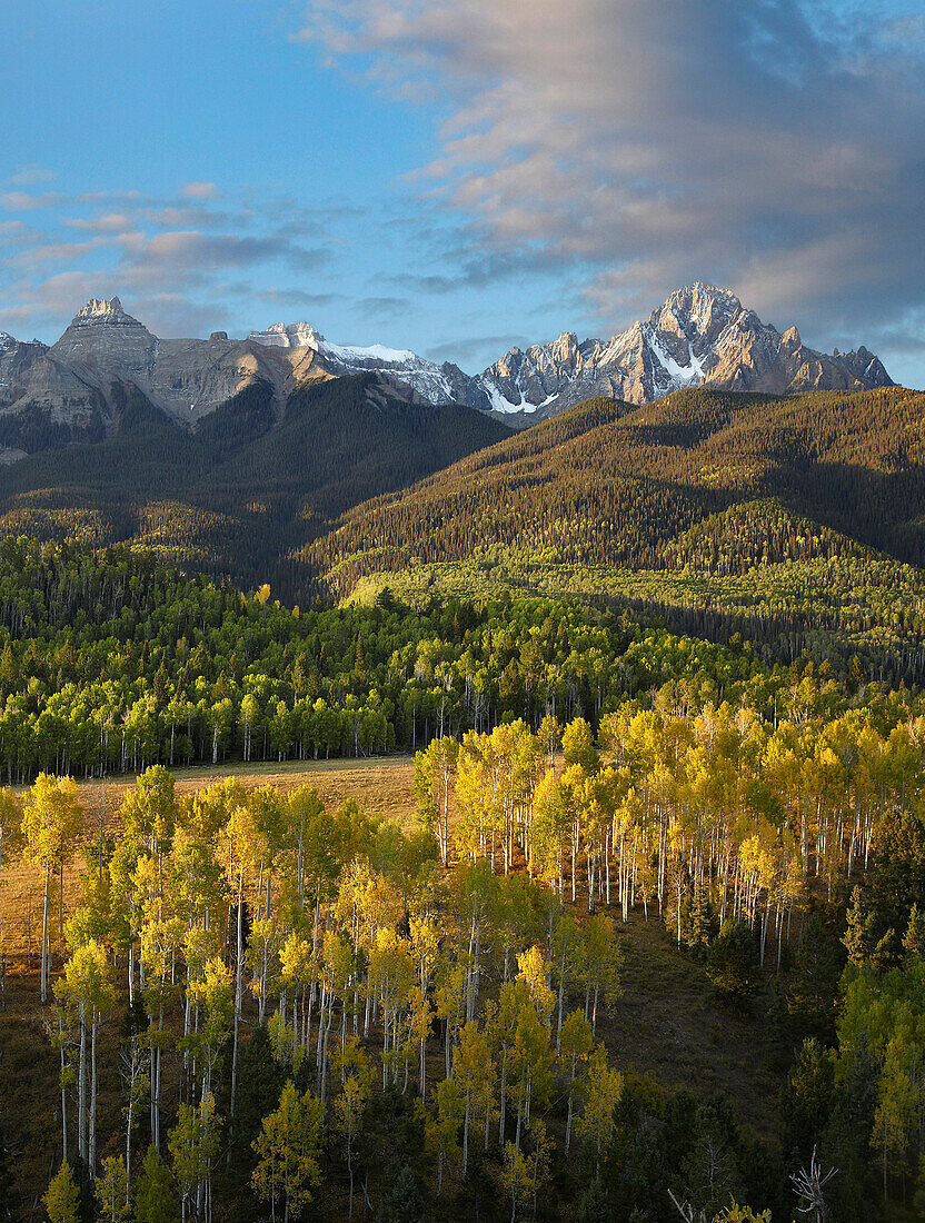 Quaking Aspen (Populus tremuloides) forest and Mount Sneffels, San Juan Mountains, Colorado