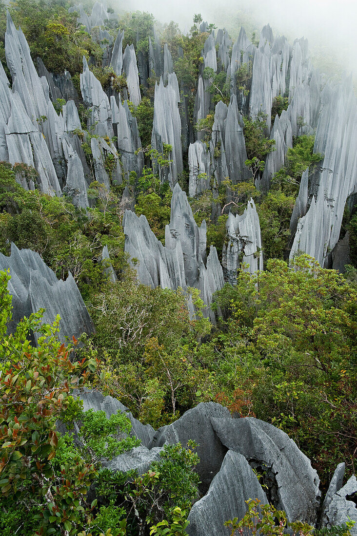 Limestone pinnacles shaped by erosion and wind, slopes of Mount Api in Gunung Mulu National Park, Sarawak, Malaysia