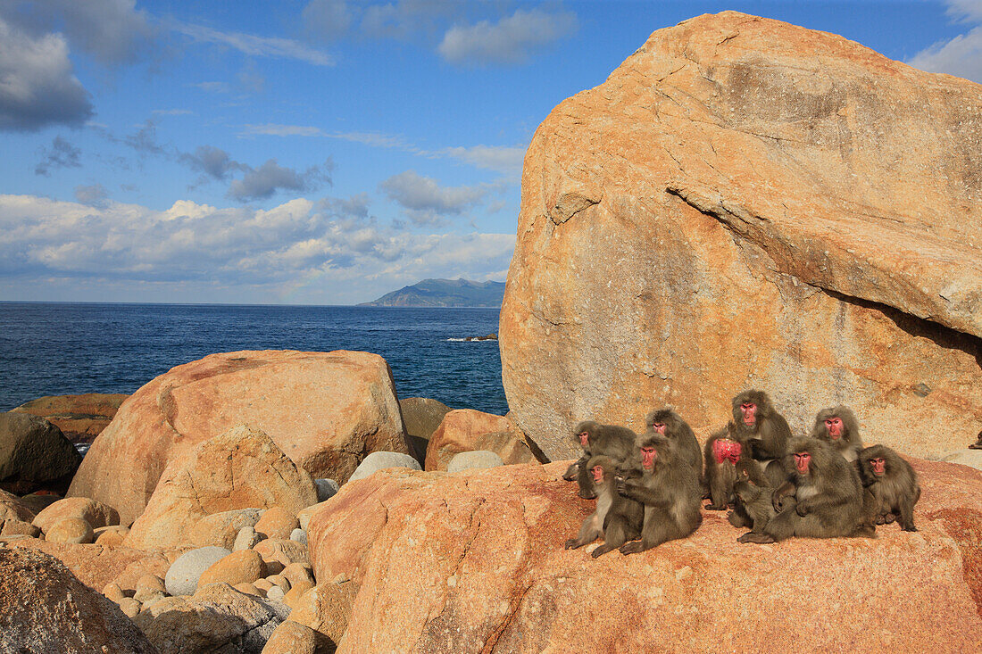 Japanese Macaque (Macaca fuscata) troop sunning on rocks, Yakushima Island, Japan