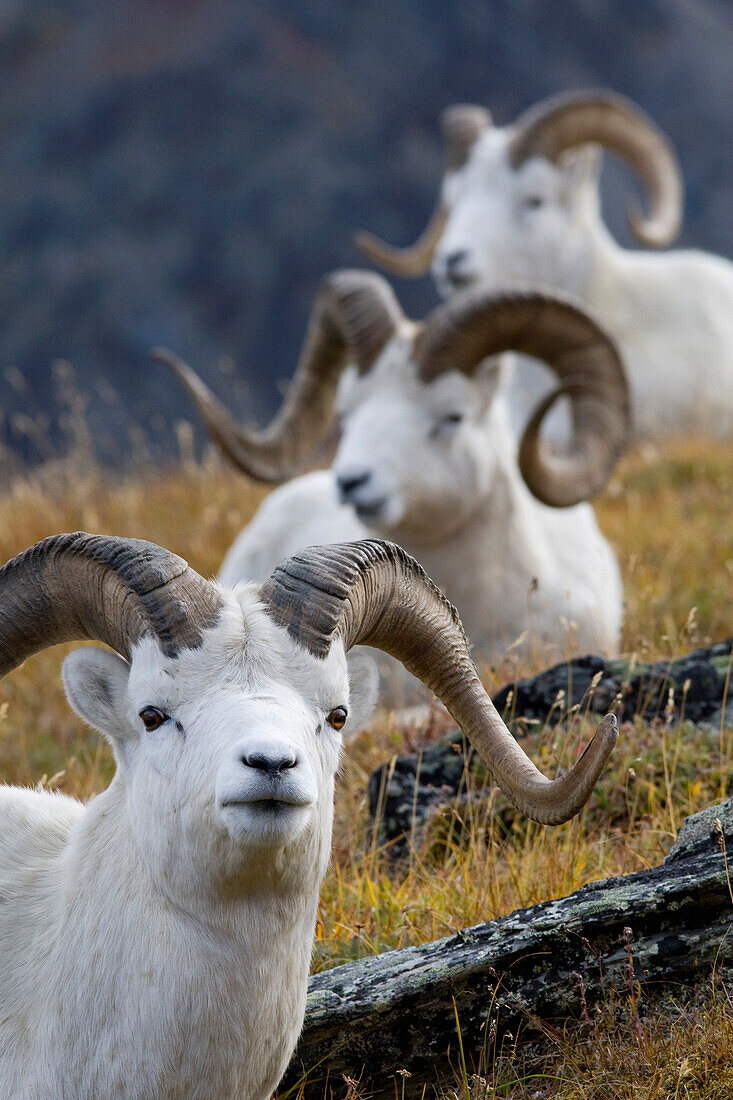 Dall's Sheep (Ovis dalli) three bedded rams, central Alaska