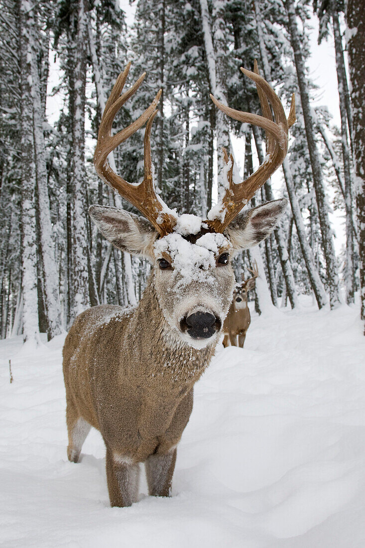 White-tailed Deer (Odocoileus virginianus) bucks in snow storm, western Montana