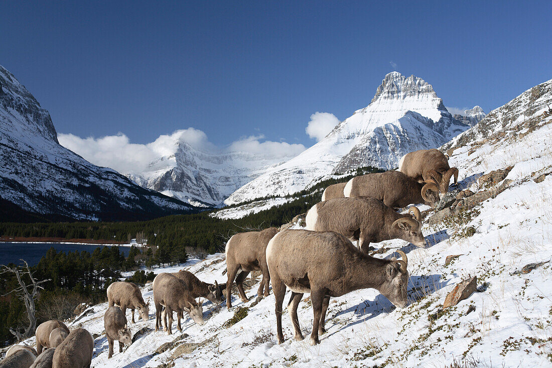 Bighorn Sheep (Ovis canadensis) herd grazing, Glacier National Park, Montana