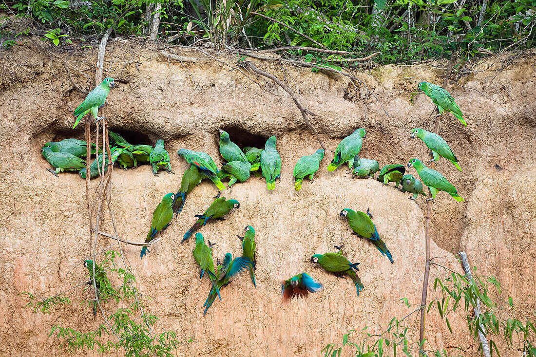 Mealy Parrot (Amazona farinosa) and Chestnut-fronted Macaw (Ara severa) flock at clay lick, Tambopata National Reserve, Peru