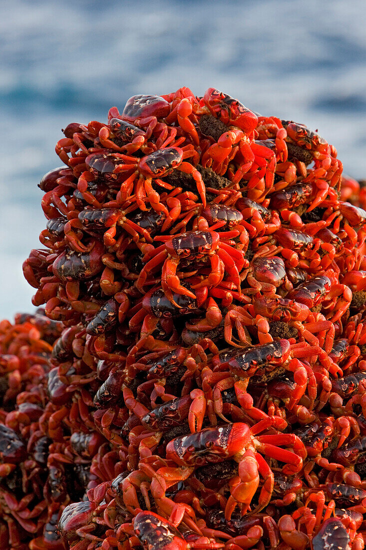 Christmas Island Red Crab (Gecarcoidea natalis) mass on beach the day before spawning, Christmas Island, Indian Ocean, Territory of Australia