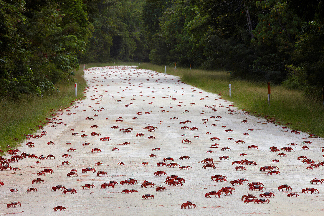 Christmas Island Red Crab (Gecarcoidea natalis) mass crossing road during annual migration, Christmas Island, Indian Ocean, Territory of Australia