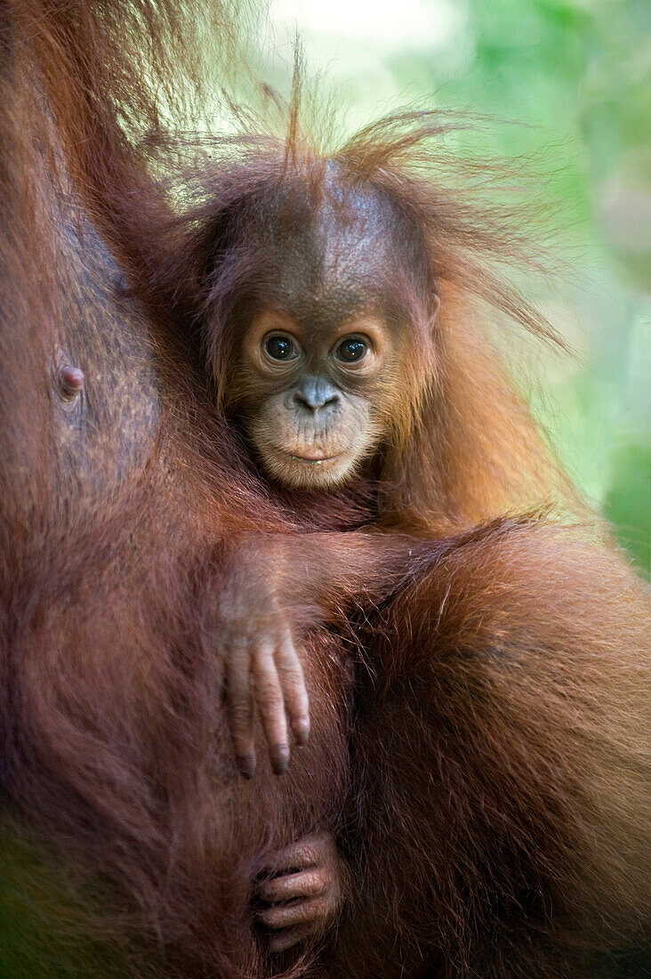 Sumatran Orangutan (Pongo abelii) nine month old baby, Gunung Leuser National Park, north Sumatra, Indonesia