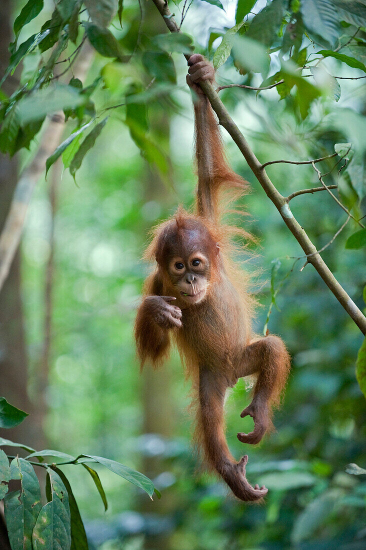 Sumatran Orangutan (Pongo abelii) one and a half year old baby dangling from tree branch, Gunung Leuser National Park, north Sumatra, Indonesia