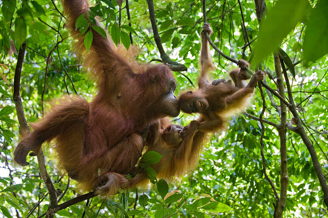 Sumatran Orangutan (Pongo abelii) mother smelling other female's baby that is playing with her one and a half year old baby, Gunung Leuser National Park, north Sumatra, Indonesia