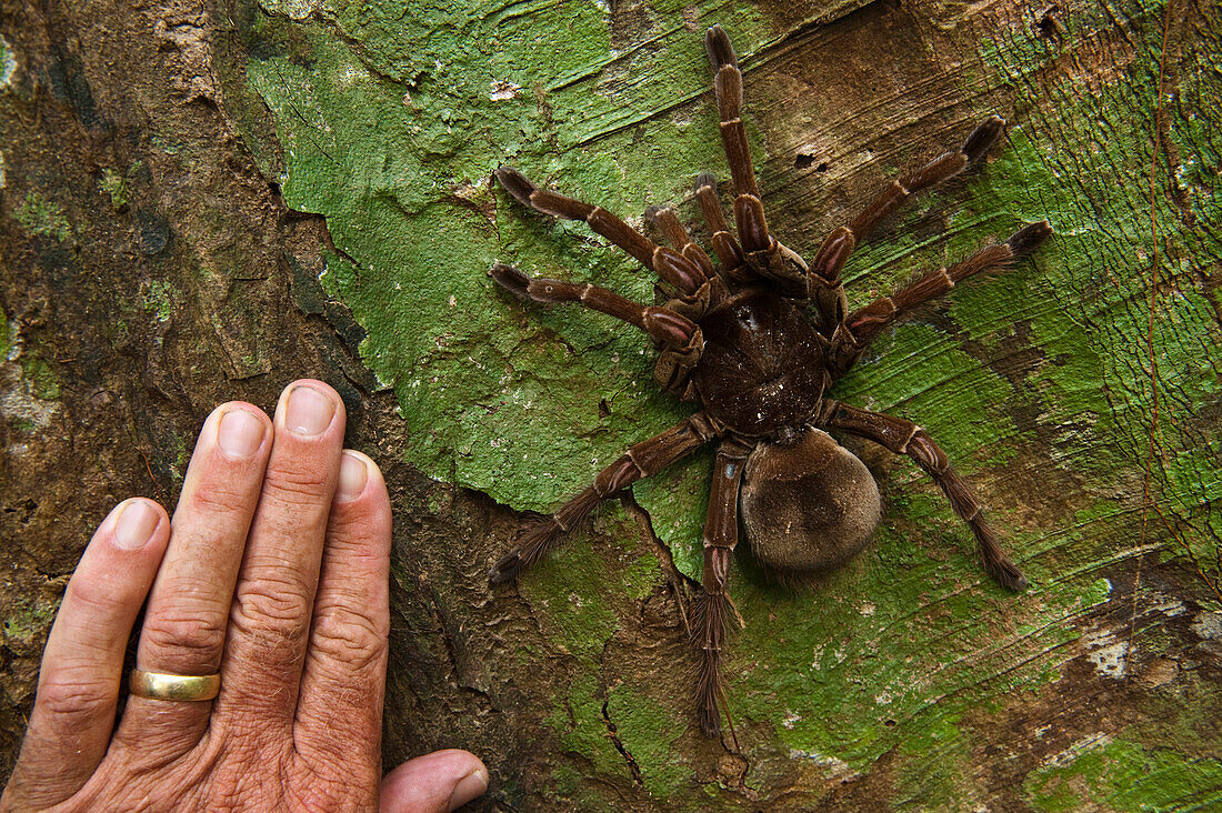 Goliath Bird-eating Spider (Theraphosa blondi), Rewa River, Guyana