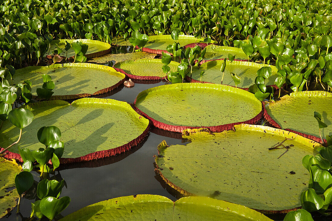 Amazon Water Lily (Victoria amazonica) pads in permanent ponds in savannah, Rupununi, Guyana