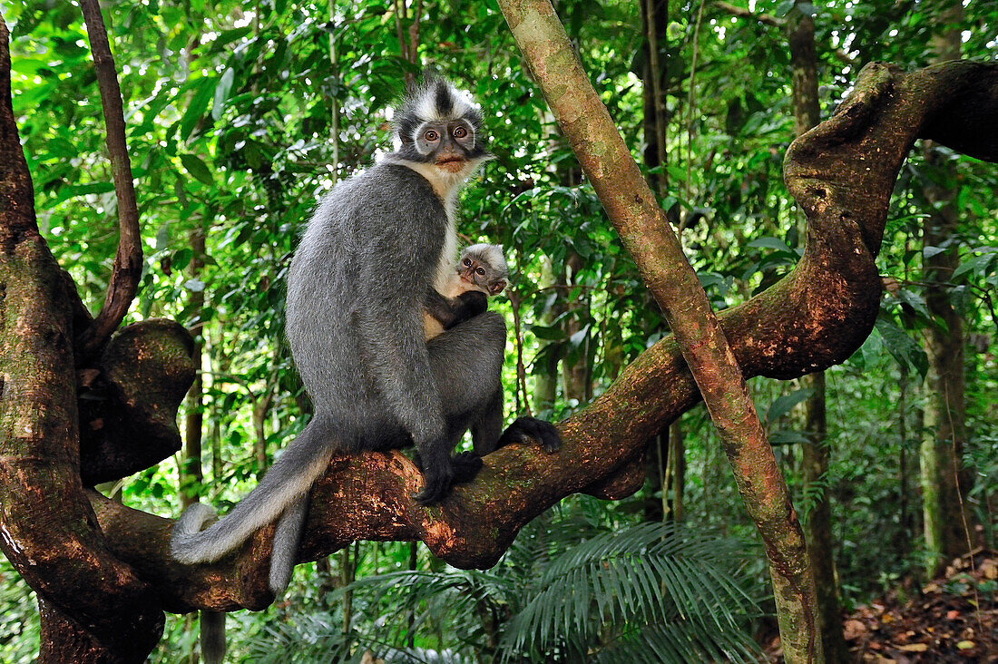 North Sumatran Leaf Monkey (Presbytis thomasi) mother with baby, Gunung Leuser National Park, northern Sumatra, Indonesia