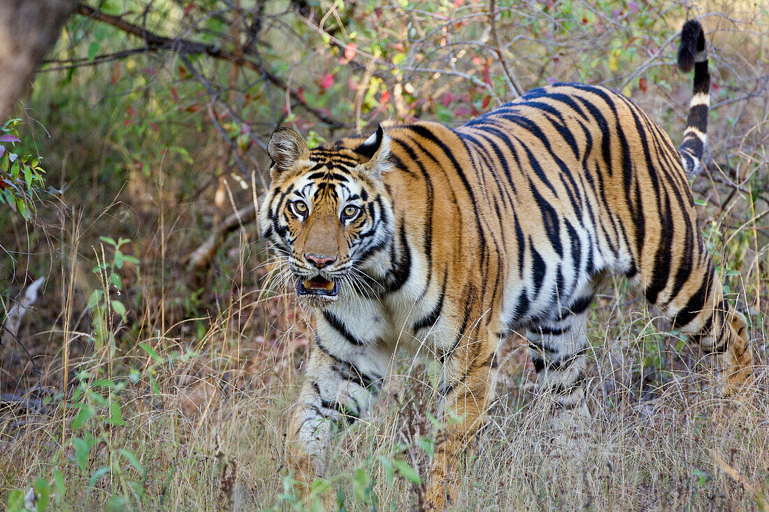 Bengal Tiger (Panthera tigris tigris), Bandhavgarh National Park, India