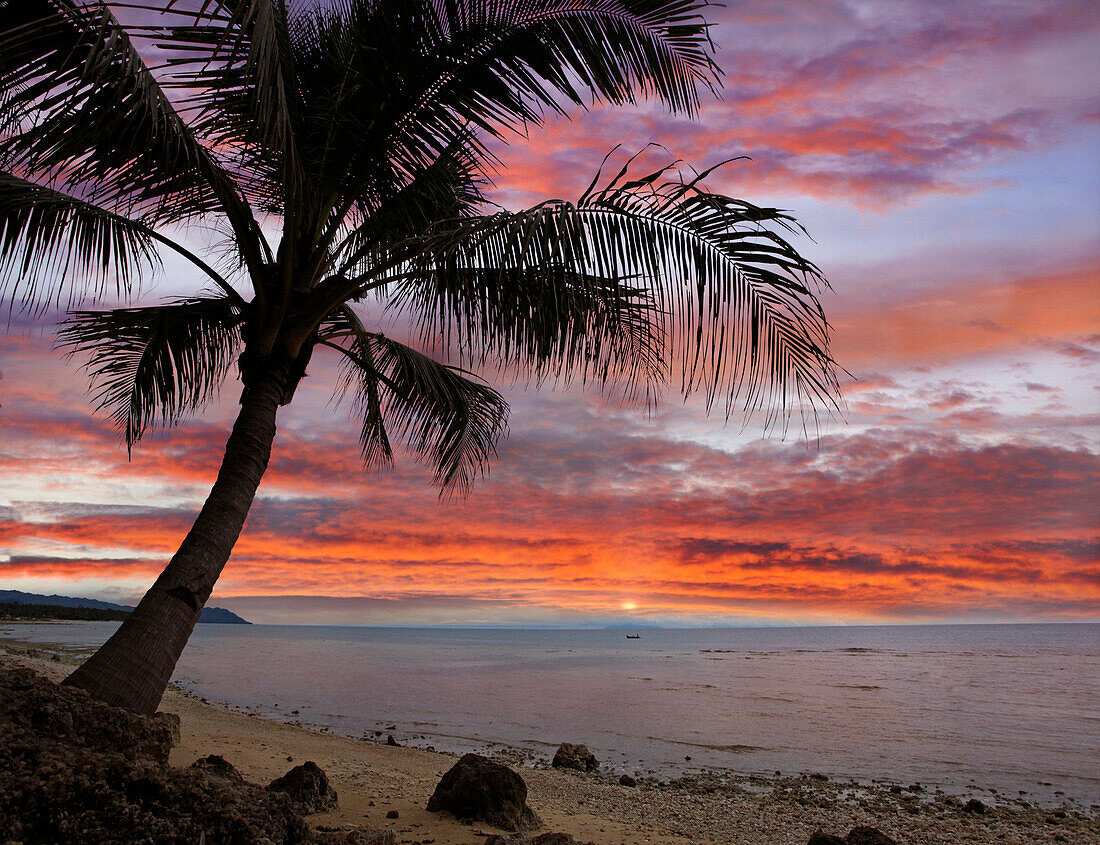 Coconut Palm (Cocos nucifera) at sunset near Dimiao, Bohol Island, Philippines