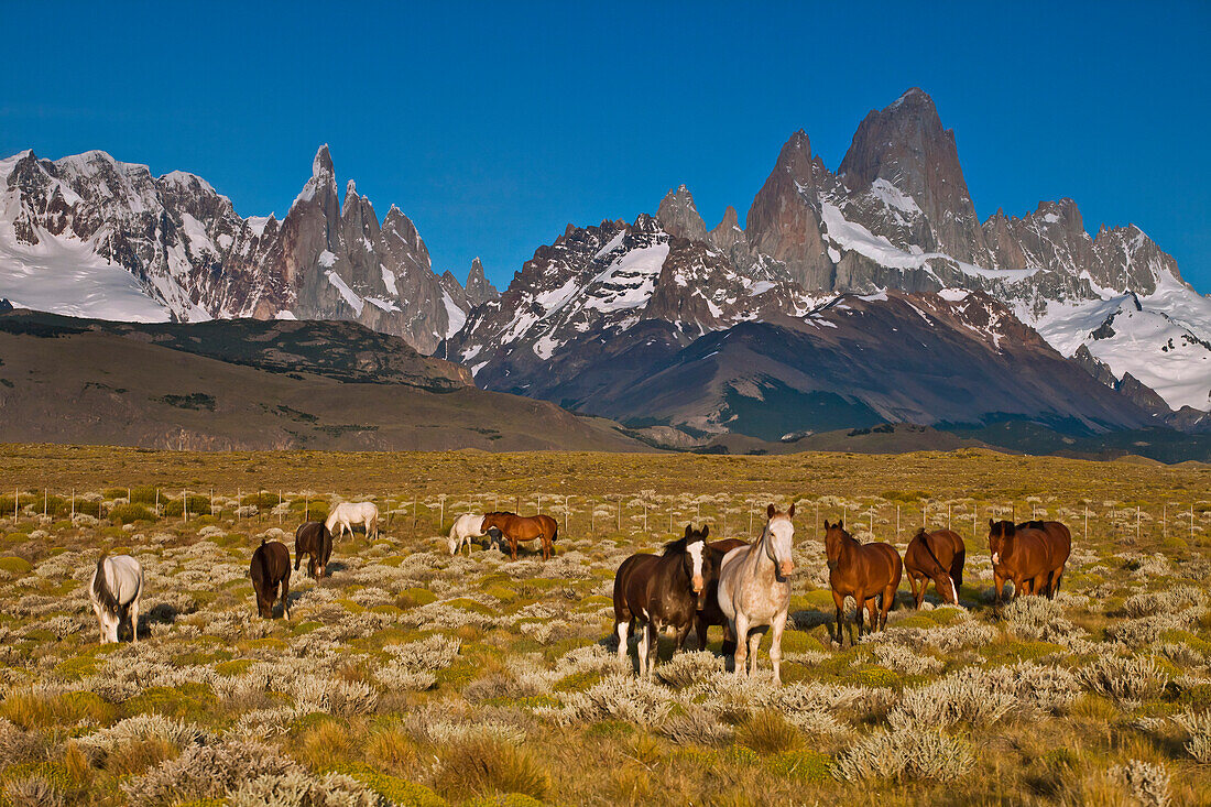 Domestic Horse (Equus caballus) group with Cerro Torre and Mount Fitzroy behind, Los Glaciares National Park, Patagonia, Argentina