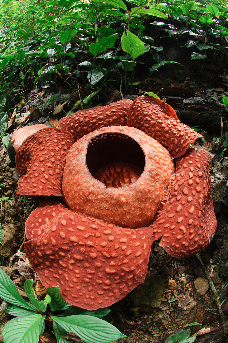 Rafflesia (Rafflesia tuan-mudae) flower, Padawan, Gunung Braang, Sarawak, Borneo, Malaysia