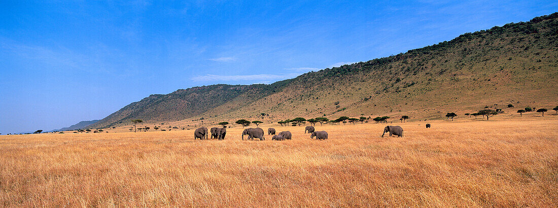 African Elephant (Loxodonta africana) herd on savanna, Masai Mara, Kenya