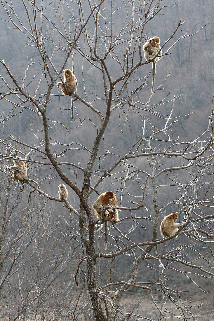 Golden Snub-nosed Monkey (Rhinopithecus roxellana) troop eating bark, Qinling Mountains, China