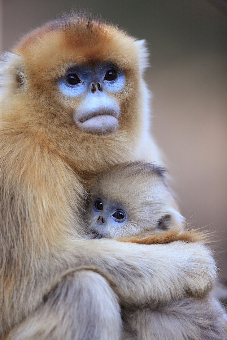 Golden Snub-nosed Monkey (Rhinopithecus roxellana) female and young suckling, Qinling Mountains, China
