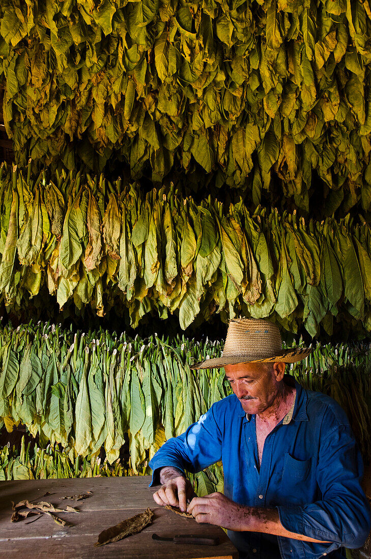 Tobacco (Nicotiana sp) farmer rolling cigar, Vinales Valley, Sierra del Rosario, Pinar del Rio, Cuba