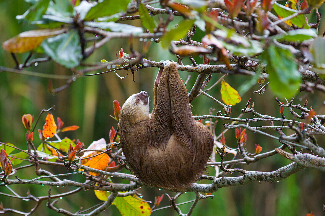 Hoffmann's Two-toed Sloth (Choloepus hoffmanni) sleeping and hanging from tree, Aviarios Sloth Sanctuary, Costa Rica