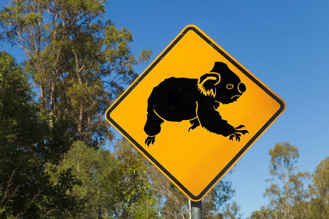 Koala (Phascolarctos cinereus) road sign warning motorists about Koalas crossing road in forest, Queensland, Australia