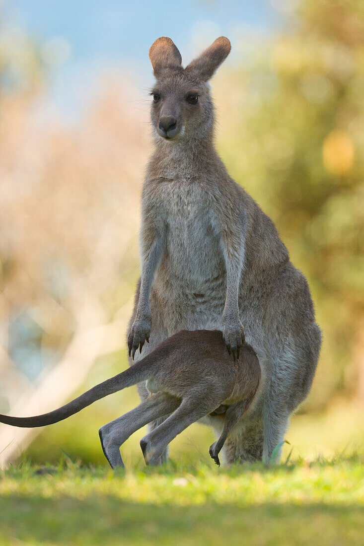Eastern Grey Kangaroo (Macropus giganteus) female with joey crawling back into her pouch, Yuraygir National Park, New South Wales, Australia. Sequence 5 of 11