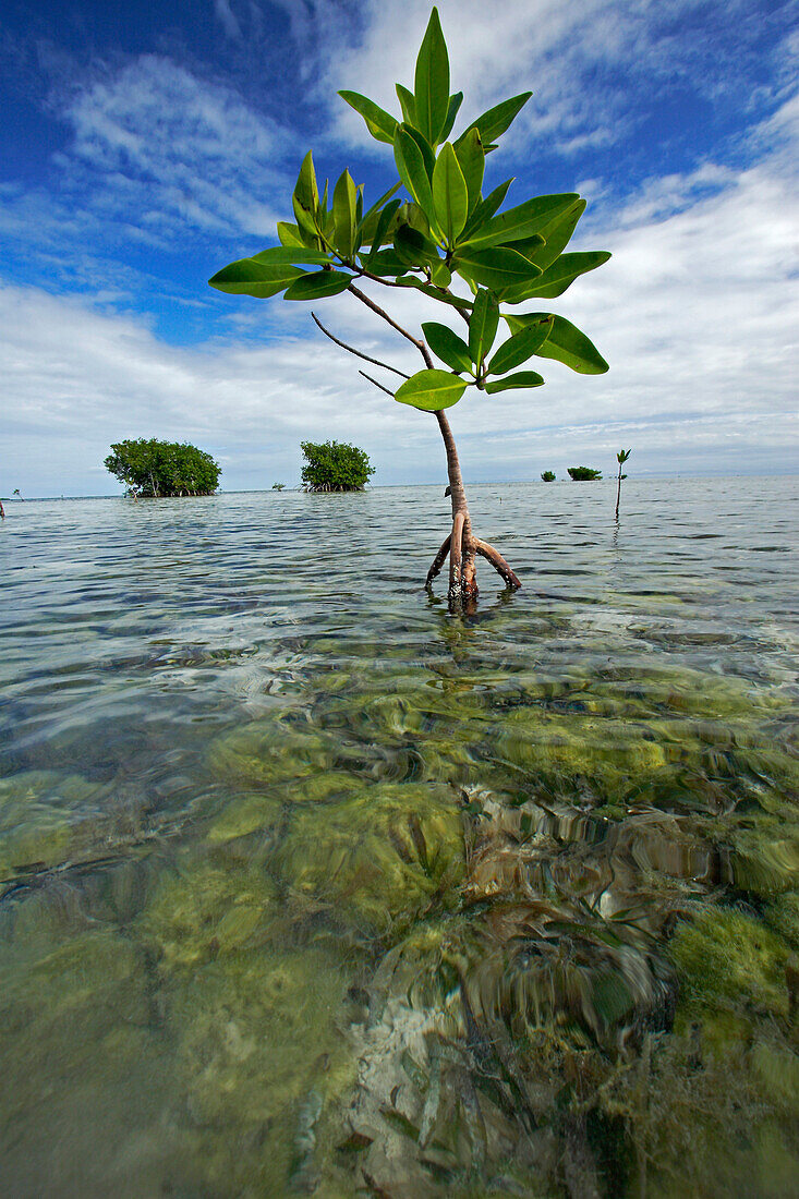 Red Mangrove (Rhizophora mangle) new growth, Carrie Bow Cay, Belize