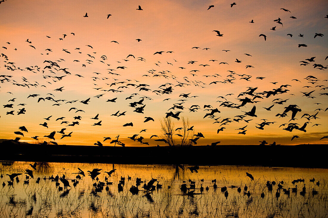 Snow Goose (Chen caerulescens) flock flying at sunrise, Bosque del Apache National Wildlife Refuge, New Mexico