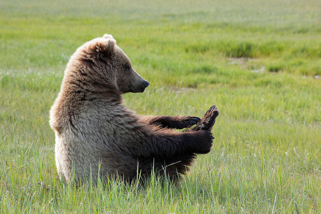 Brown Bear (Ursus arctos) young female sitting on sedge flats holding onto foot, Katmai National Park, Alaska