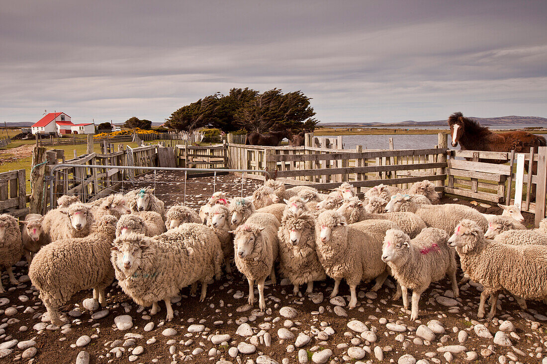 Domestic Sheep (Ovis aries) flock in pen, Falkland Islands