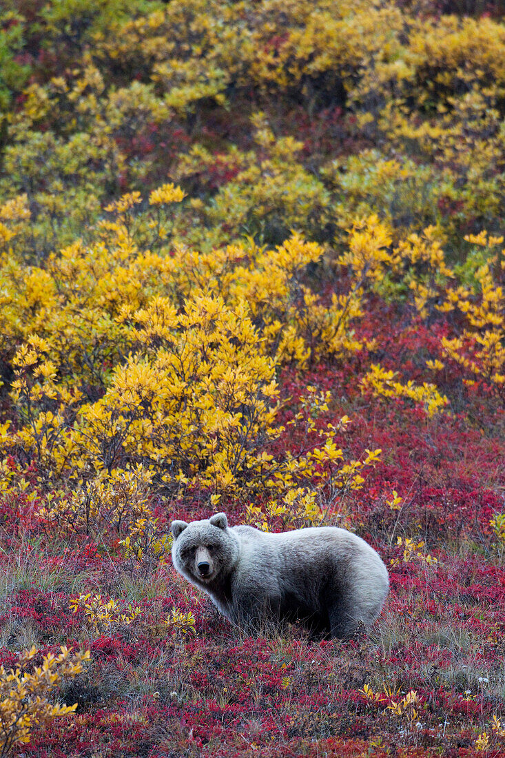 Grizzly Bear (Ursus arctos horribilis) in fall colored tundra, Denali National Park, Alaska