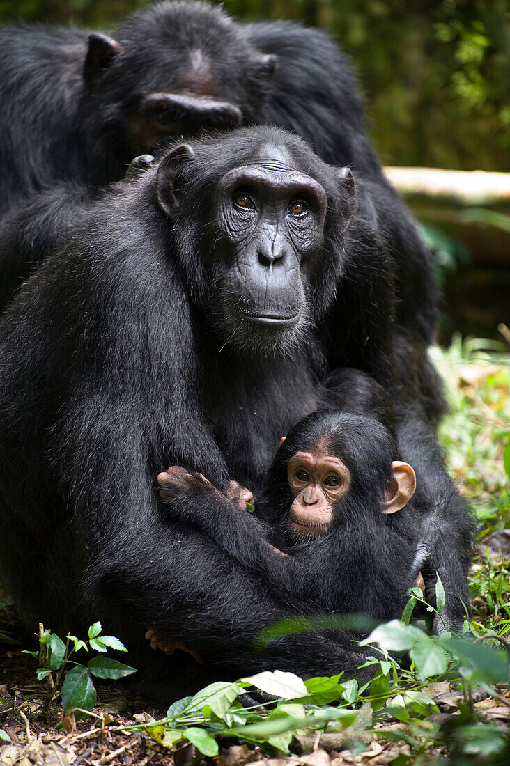 Chimpanzee (Pan troglodytes) mother with six month old infant, western Uganda