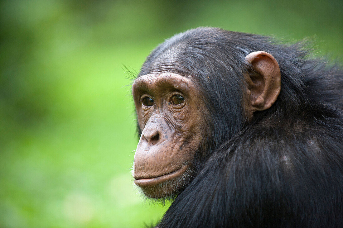 Chimpanzee (Pan troglodytes) juvenile male, western Uganda