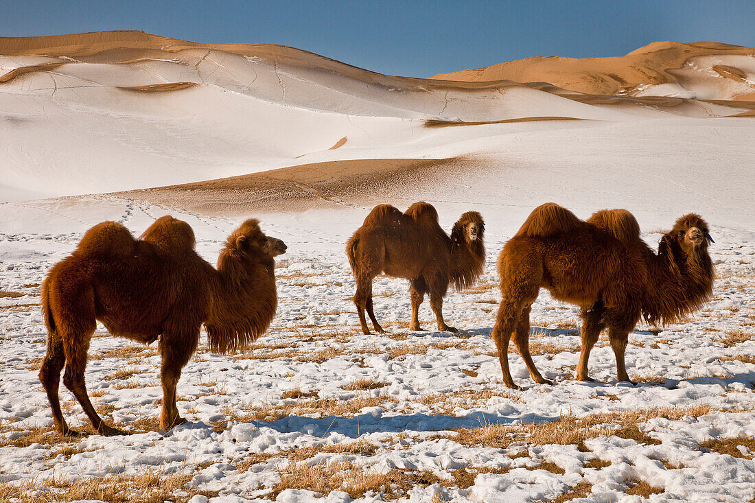 Bactrian Camel (Camelus bactrianus) trio in winter, Khongor Sand Dunes, Gobi Desert, Mongolia