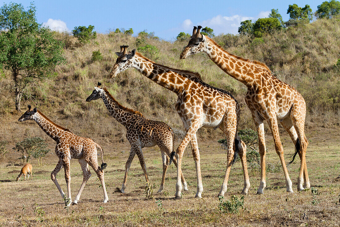 Masai Giraffe (Giraffa camelopardalis tippelskirchi) females and calves, Arusha National Park, Tanzania