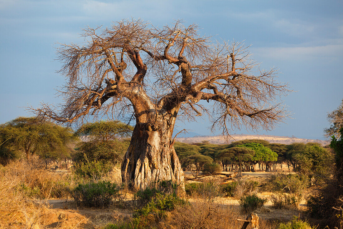 Baobab (Adansonia digitata) tree, Ruaha National Park, Tanzania