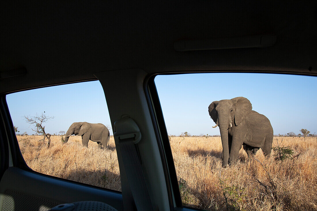 African Elephant (Loxodonta africana) bulls seen through car windows, Kruger National Park, South Africa