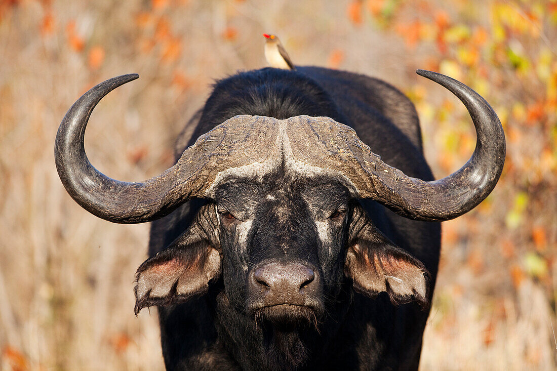 Cape Buffalo (Syncerus caffer) bull, Kruger National Park, South Africa