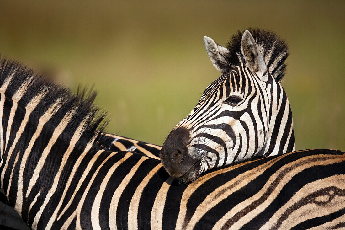 Burchell's Zebra (Equus burchellii) pair, Rietvlei Nature Reserve, Gauteng, South Africa